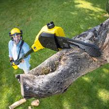Best Lawn Renovation and Restoration  in Pleasure Point, CA