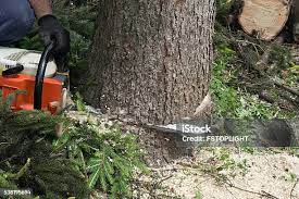 Best Lawn Pest Prevention  in Pleasure Point, CA