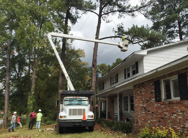 Pleasure Point, CA Tree Care Company