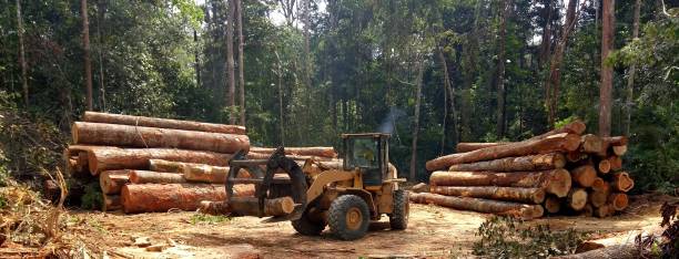 Best Tree Preservation Services  in Pleasure Point, CA