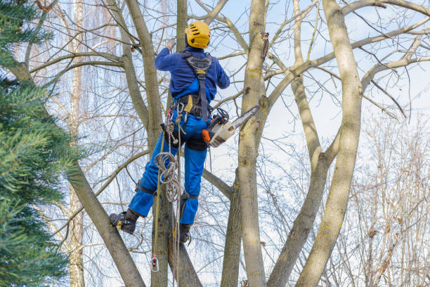 Best Utility Line Clearance  in Pleasure Point, CA