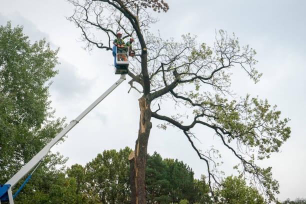 Best Tree Risk Assessment  in Pleasure Point, CA
