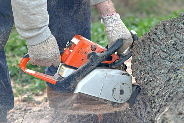 Best Tree Disease Treatment  in Pleasure Point, CA
