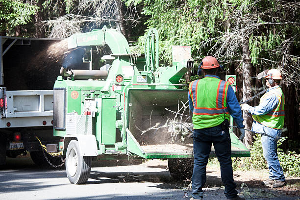 How Our Tree Care Process Works  in  Pleasure Point, CA