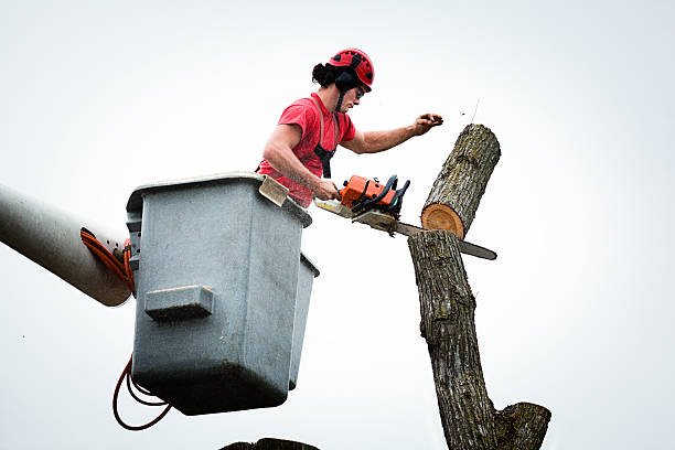 Best Arborist Consultation Services  in Pleasure Point, CA