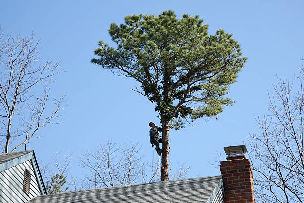 Best Fruit Tree Pruning  in Pleasure Point, CA