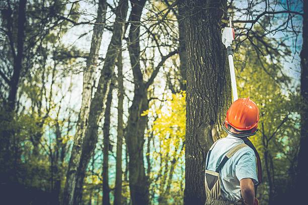 Best Tree Removal  in Pleasure Point, CA