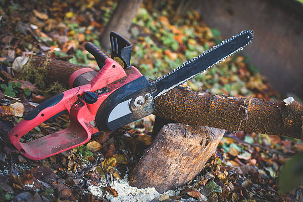 Best Tree Trimming and Pruning  in Pleasure Point, CA