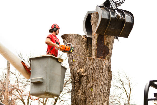 Best Tree Cabling and Bracing  in Pleasure Point, CA