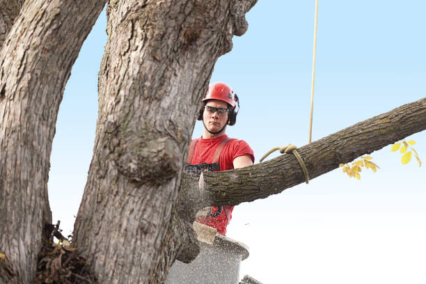 Best Palm Tree Trimming  in Pleasure Point, CA